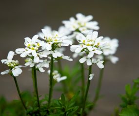 ID 20210040 - planten en bloemen - close up van witte bloemen 750